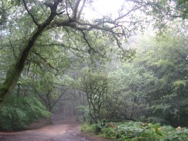 Approaching the summit of Leith Hill